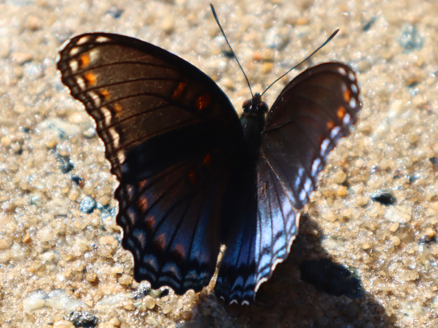 Butterfly Wings Folded