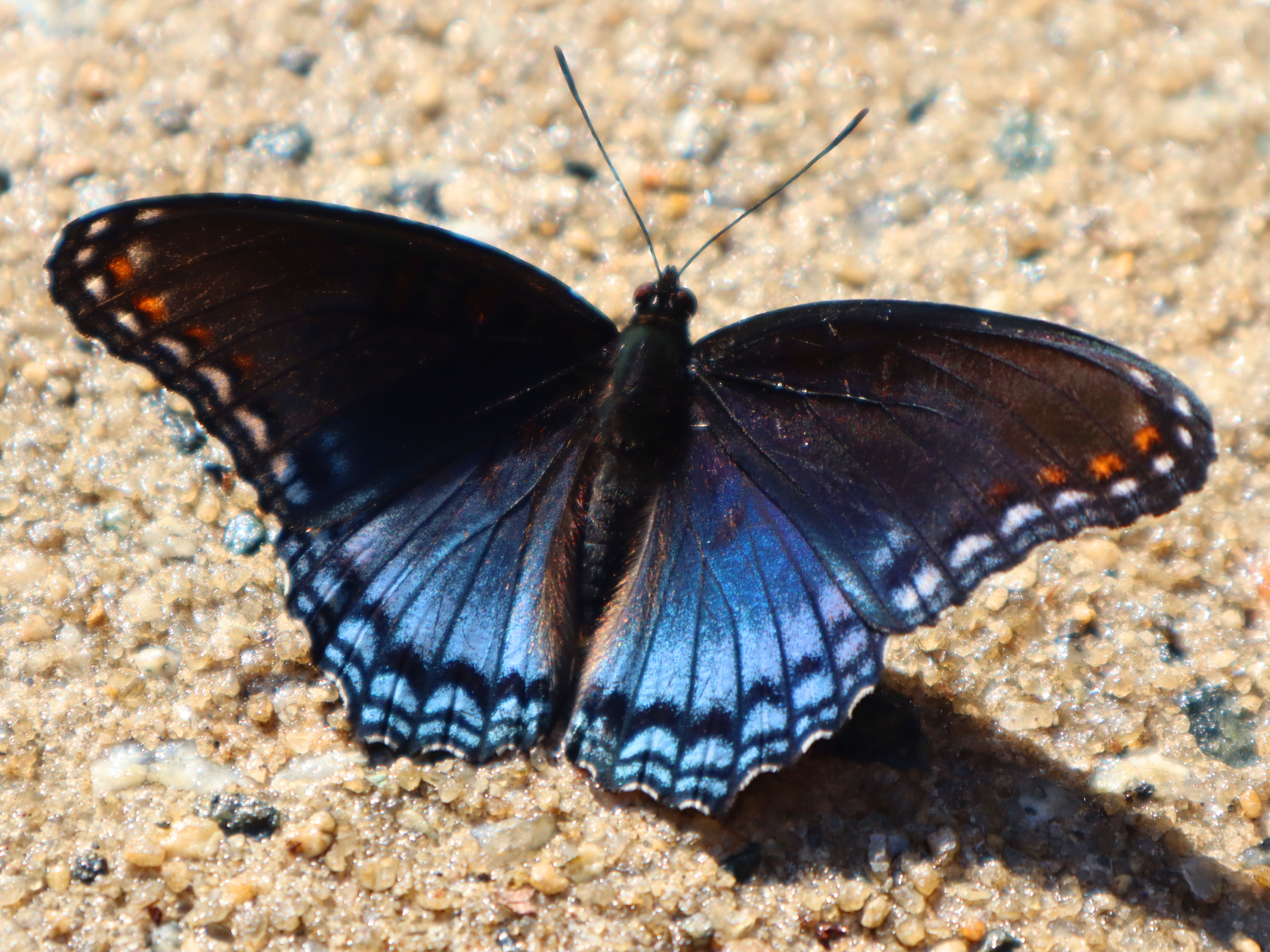 Butterfly Wings Open