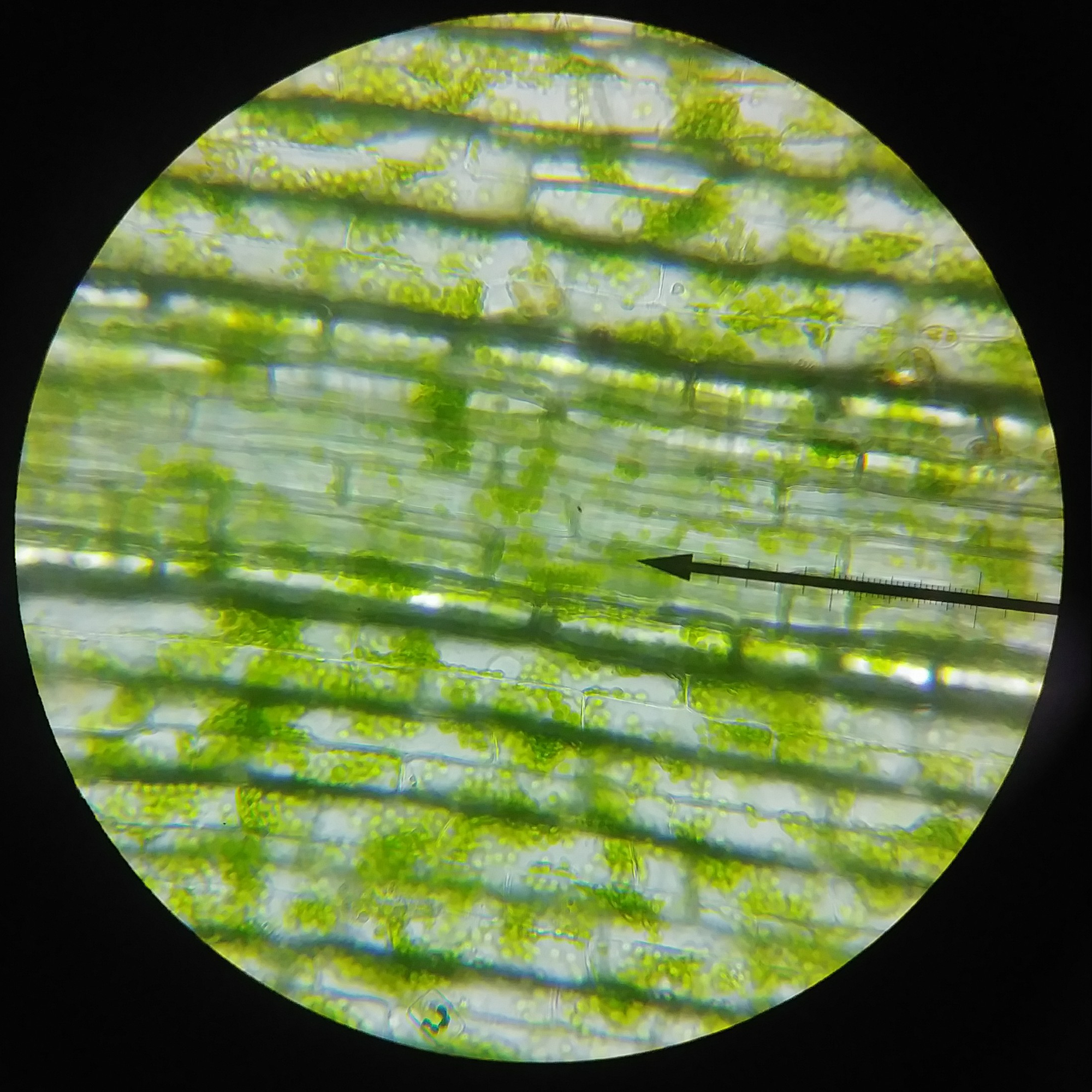 Plant Cells