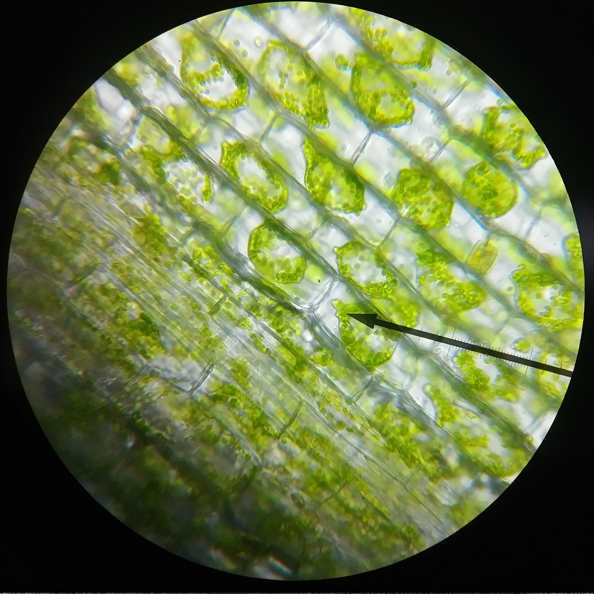 Plant Cells