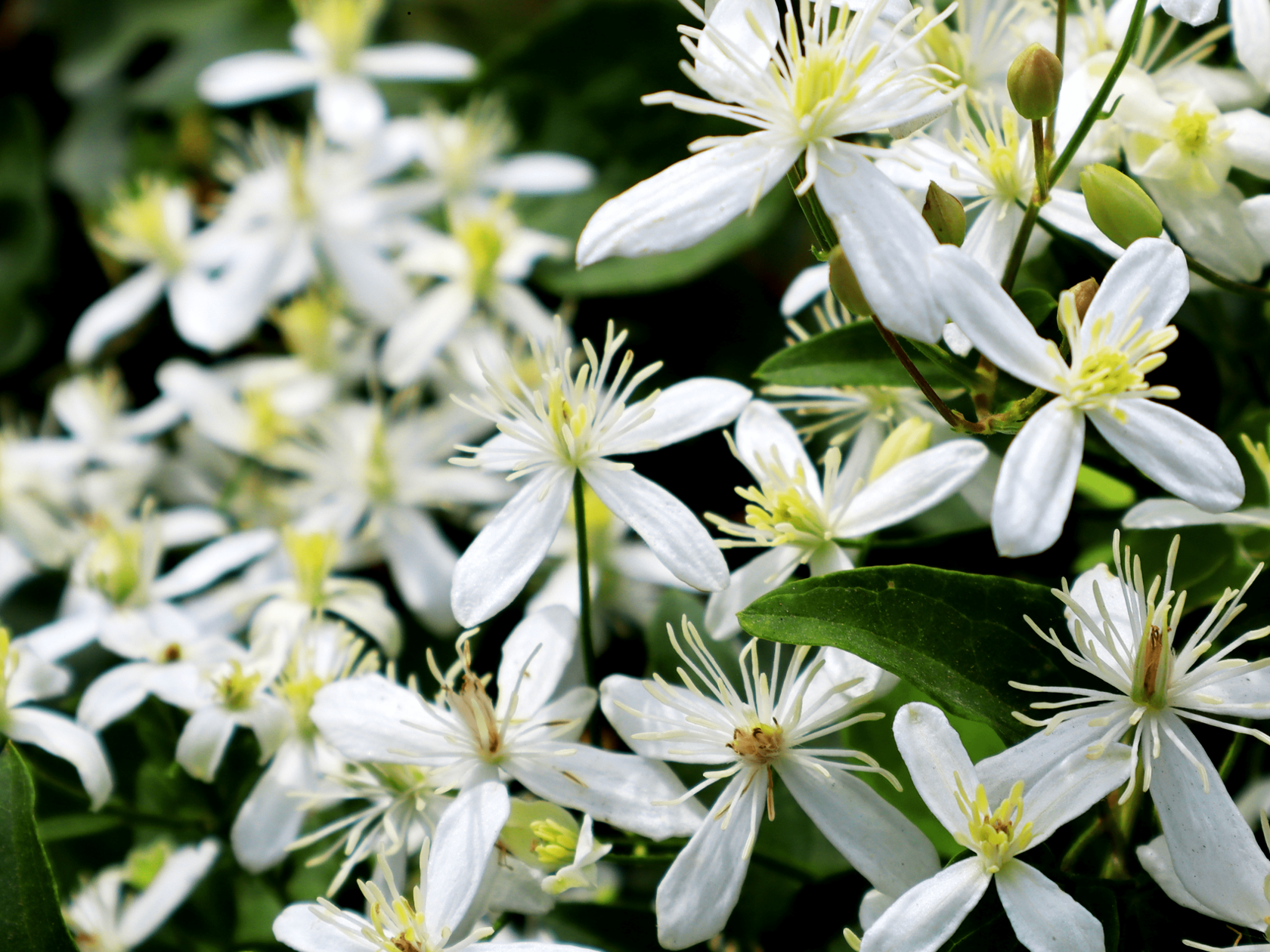 Autumn Clematis